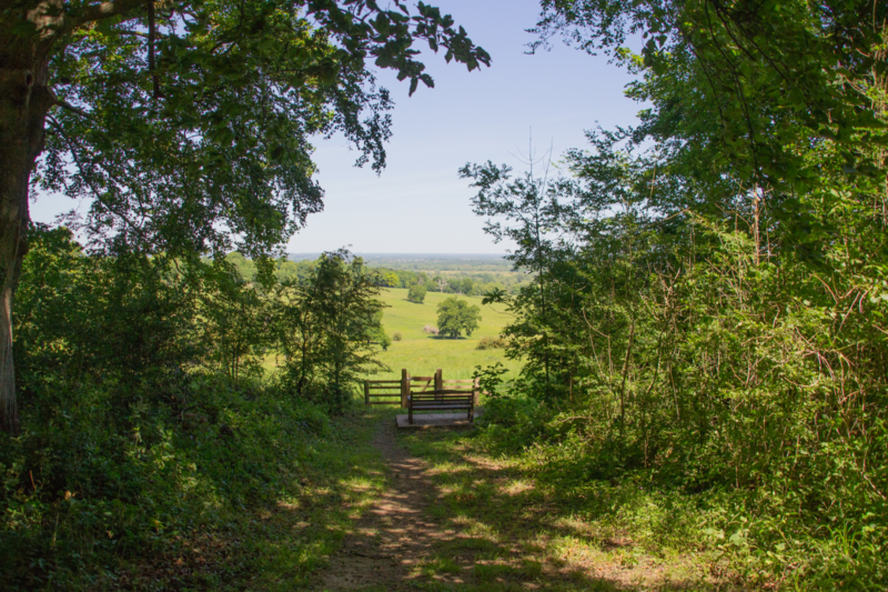 a Vista in Wytham Woods