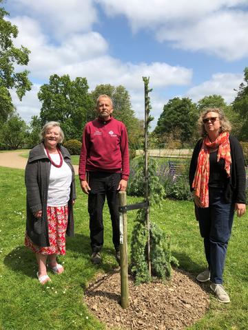the tree at worth park